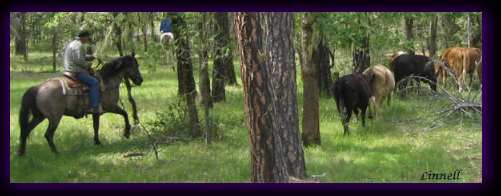 Kiger working cattle - Photo &copy; Linnell