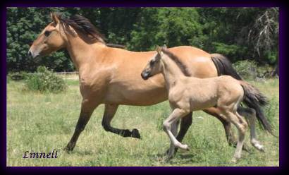 Kiger mare & foal - Photo &copy; Linnell