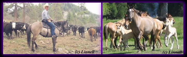 Kiger mustangs. Photos © Linnell