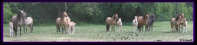 Photograph of kiger mustangs at the ranch - Photo � Linnell